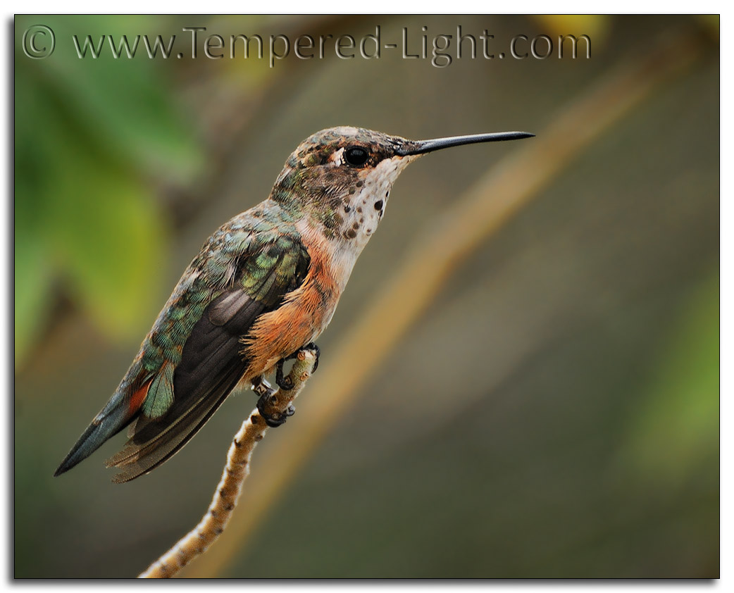 Allens Hummingbird