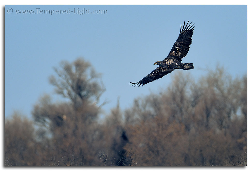 Immature Bald Eagle