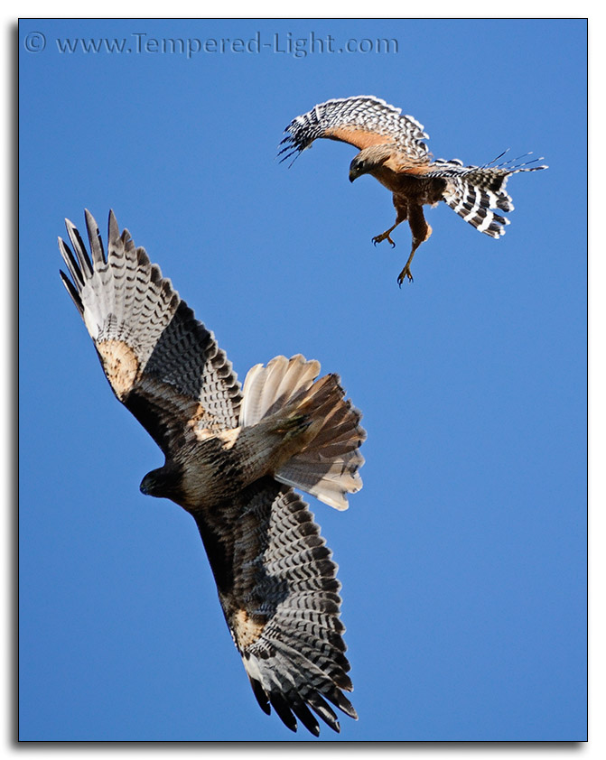 Hawk vs. Hawk