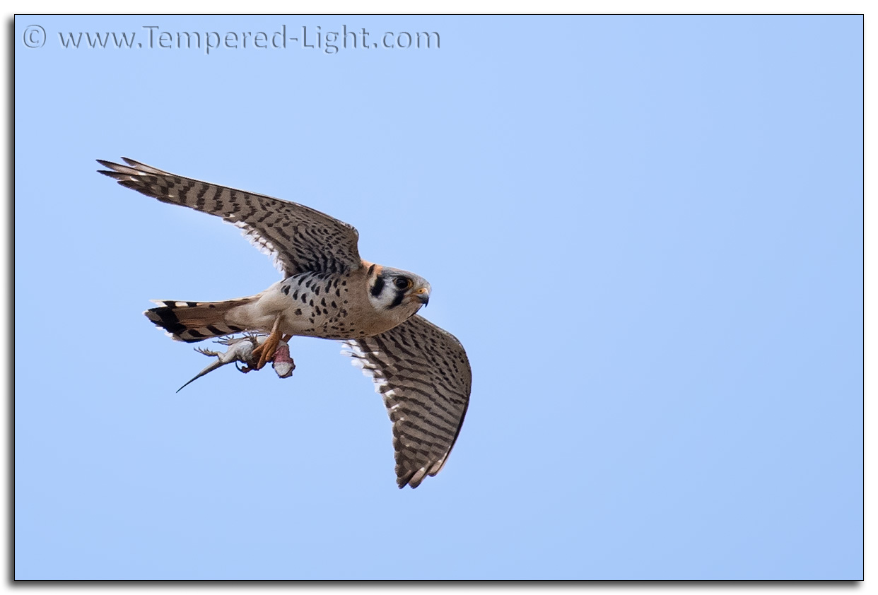 American Kestrel