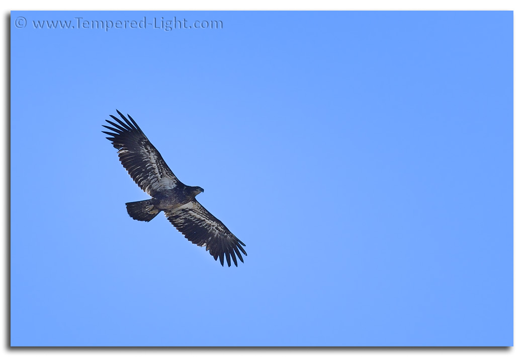 Immature Bald Eagle