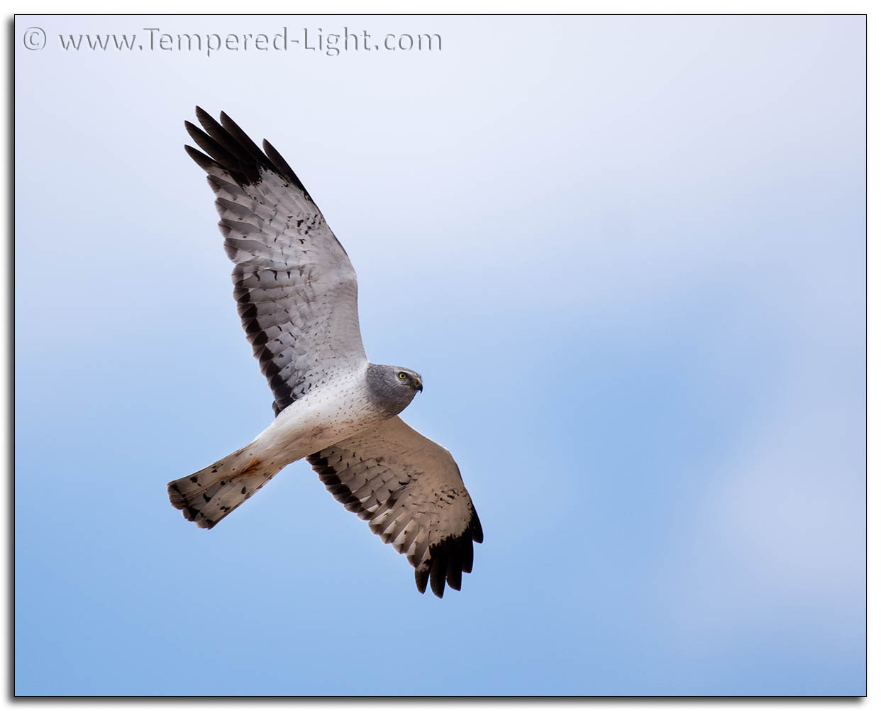 Male Northern Harrier