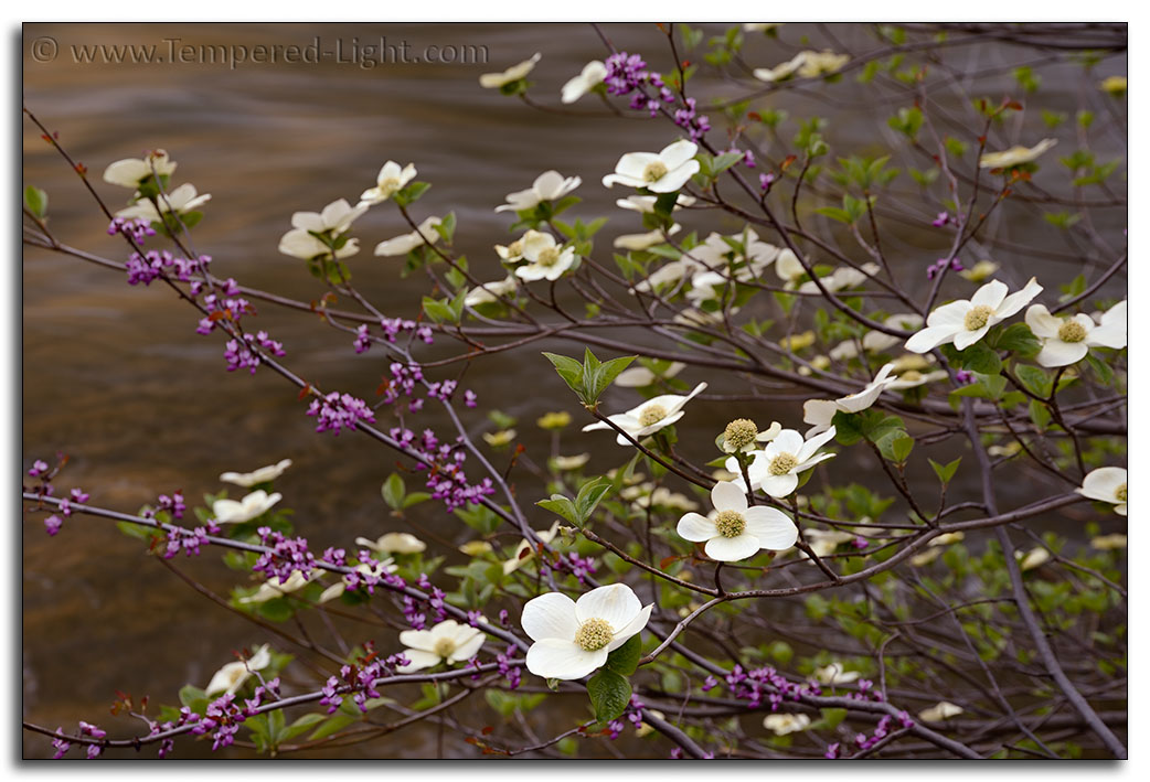 Dogwood and Redbud