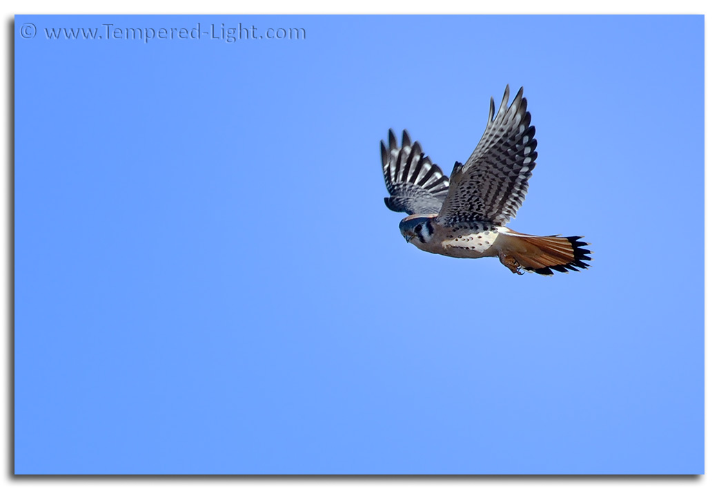 American Kestrel