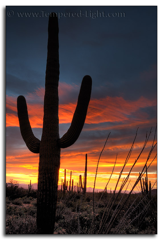 Saguaro Sunset