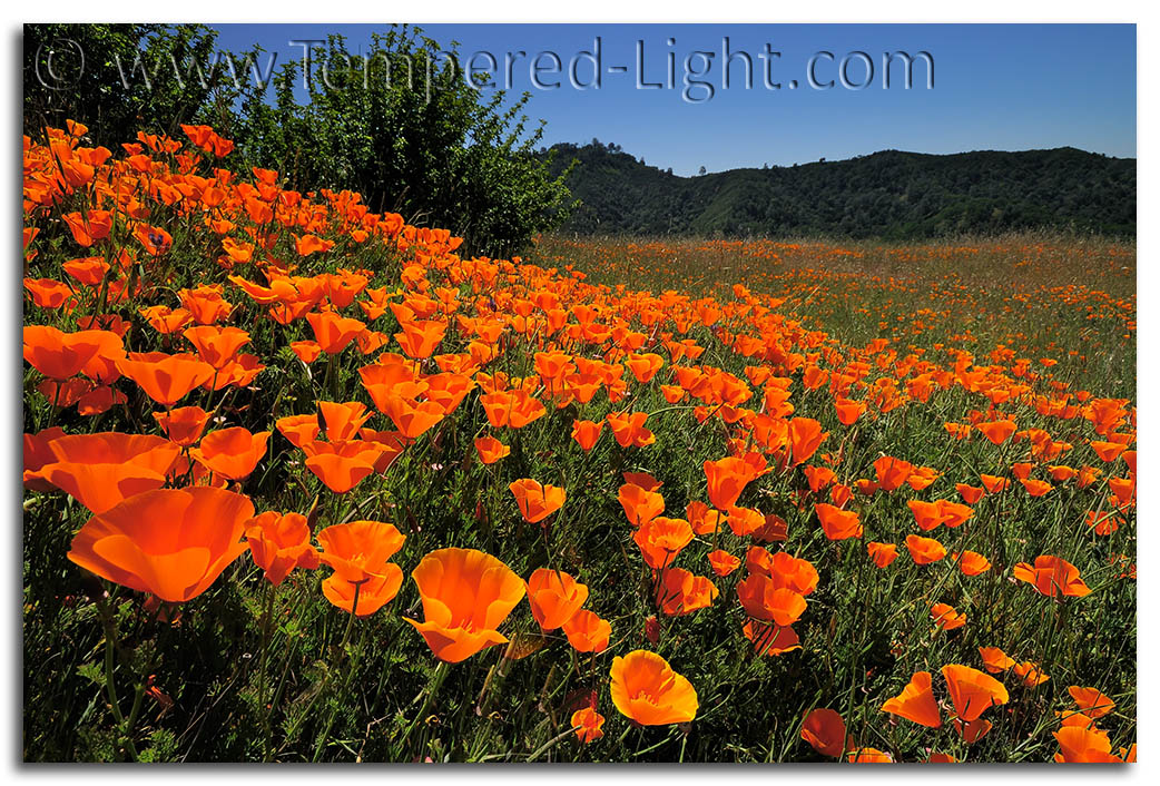 Mt. Diablo Poppies