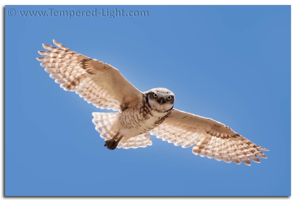 Burrowing Owl