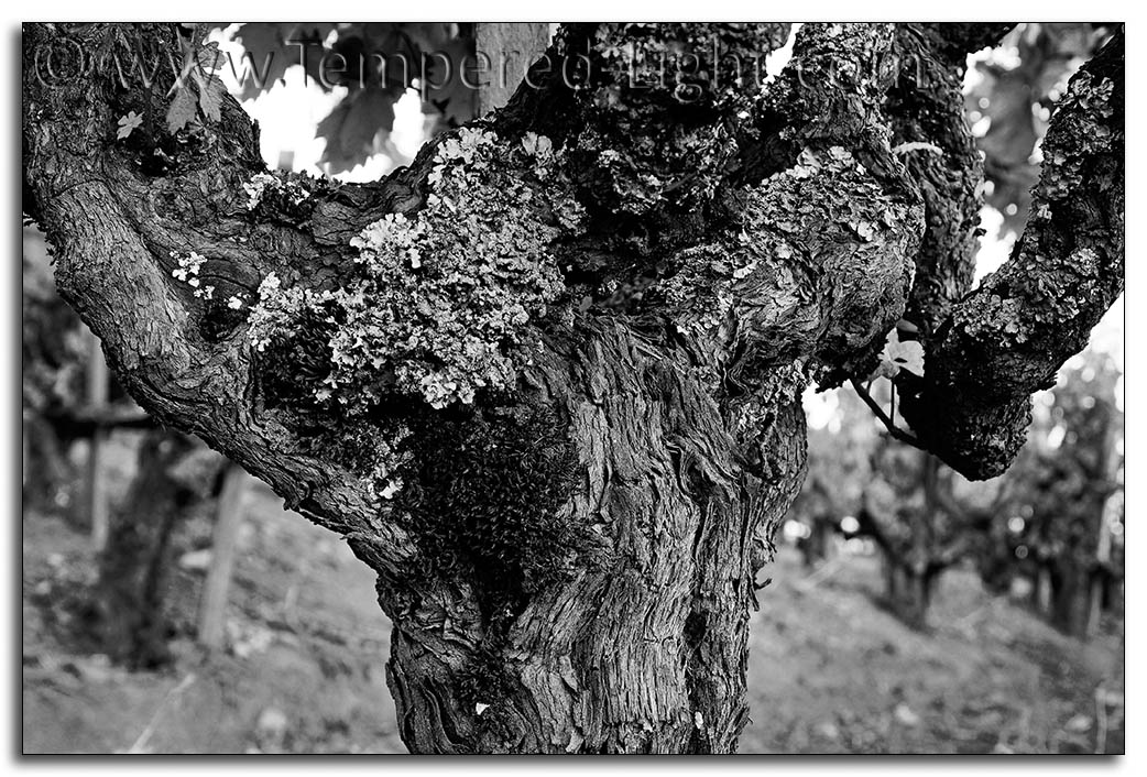 California Heritage Vine