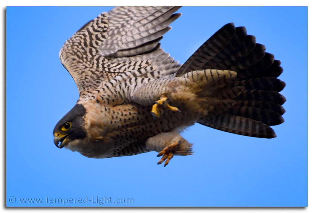 Peregrine Falcon