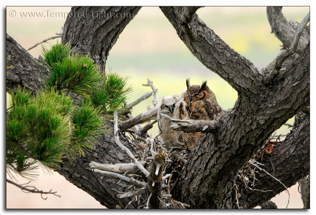 Great Horned Owl Nest
