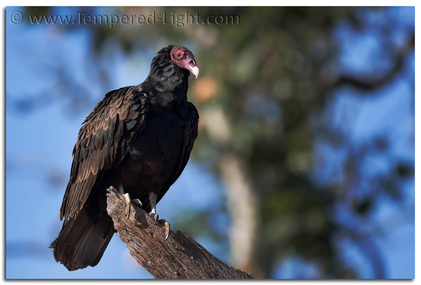 Turkey Vulture