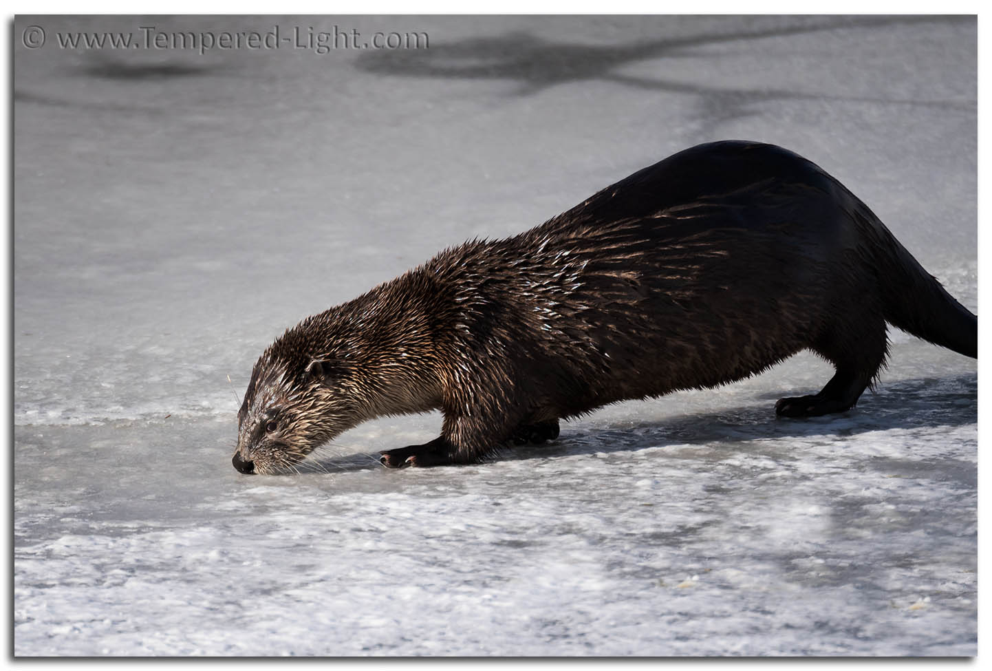 River Otter