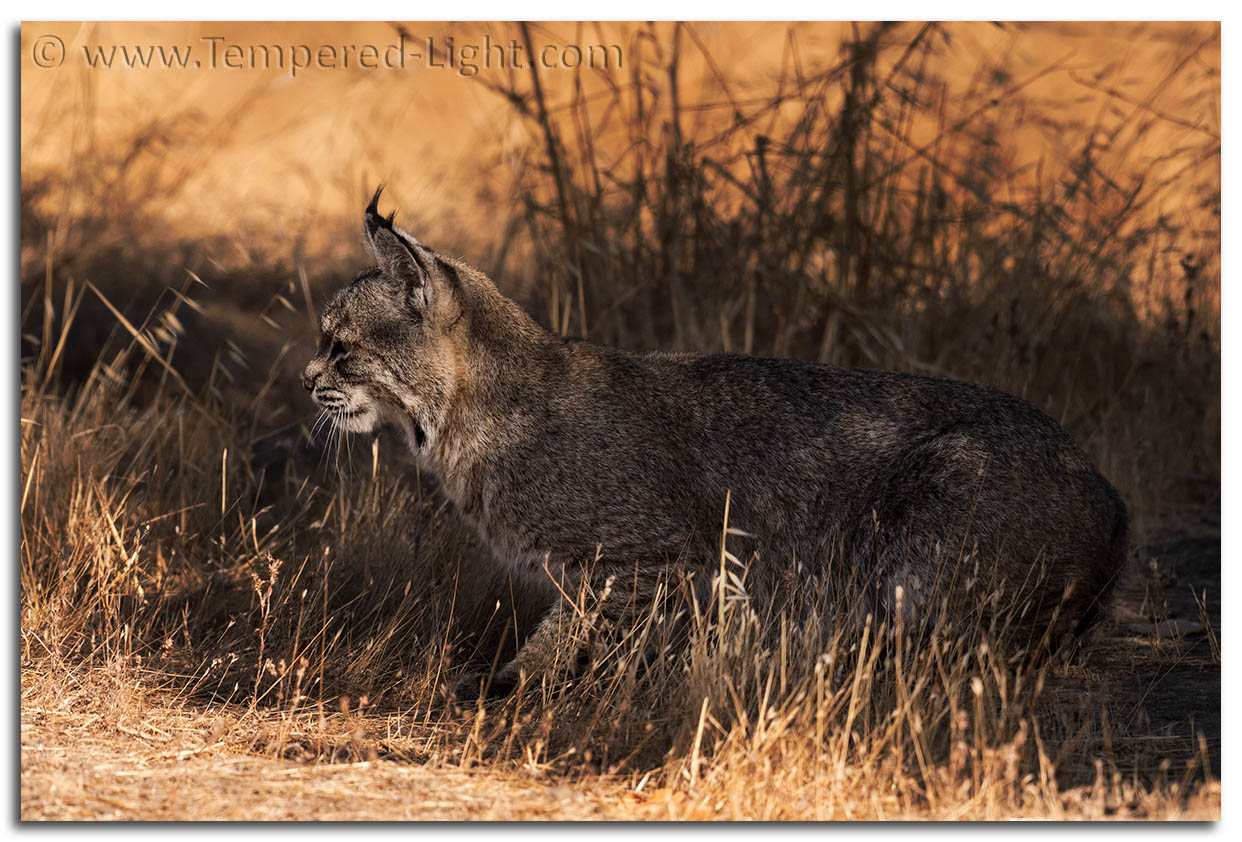 Bobcat Stalking a Squirrel