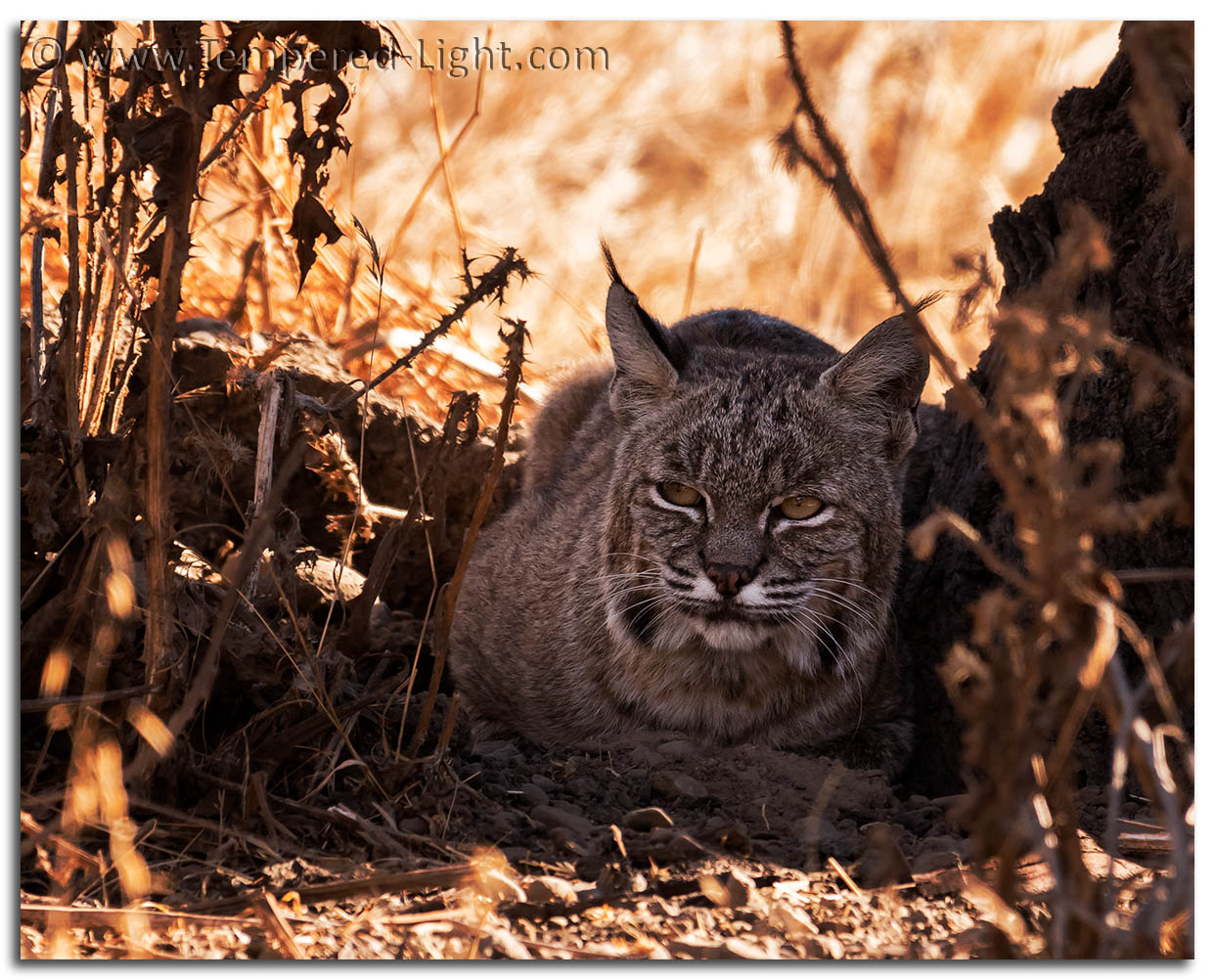 Bobcat