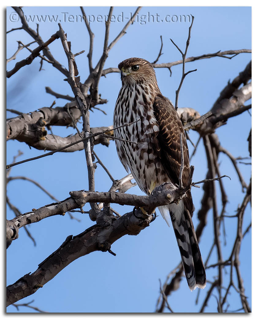 Juvenile Sharp-Shinned Hawk