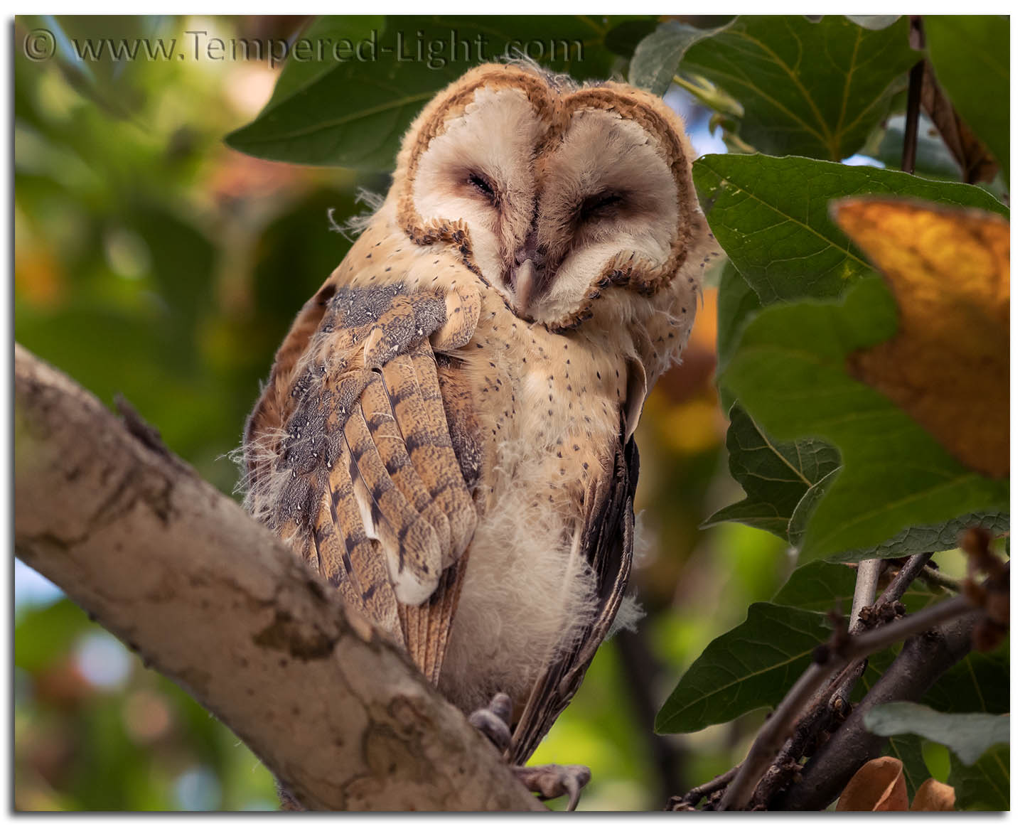 Barn Owlet