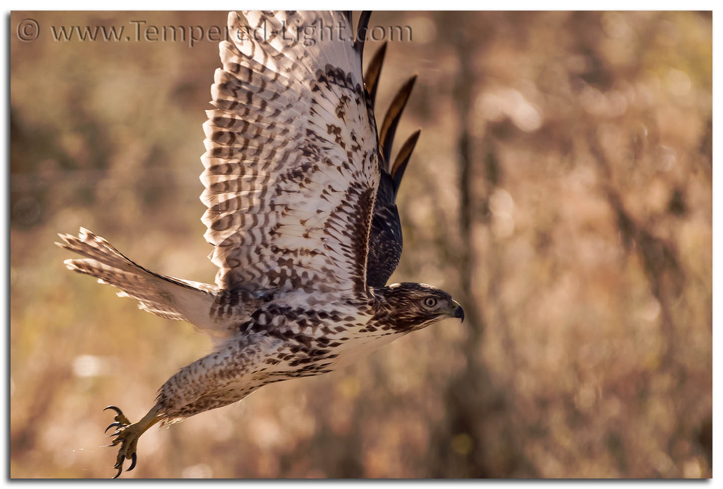 Red-Tailed Hawk (Juvenile)