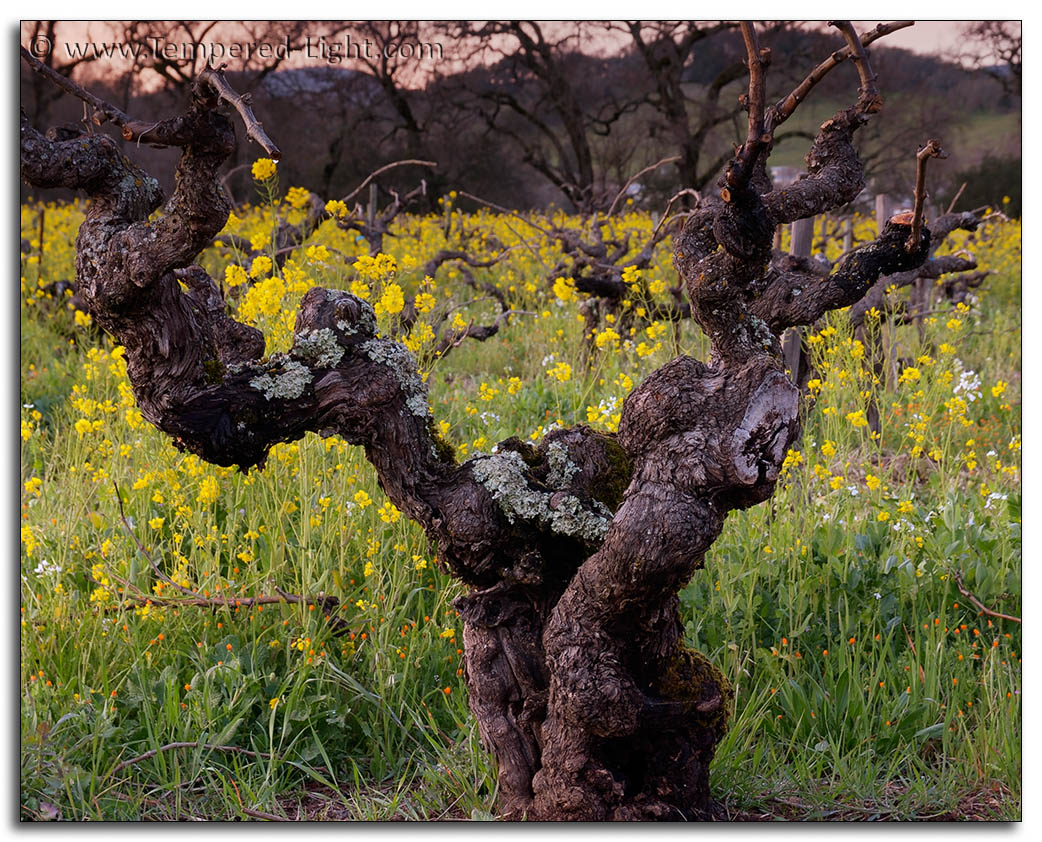 Old Vine Sunset