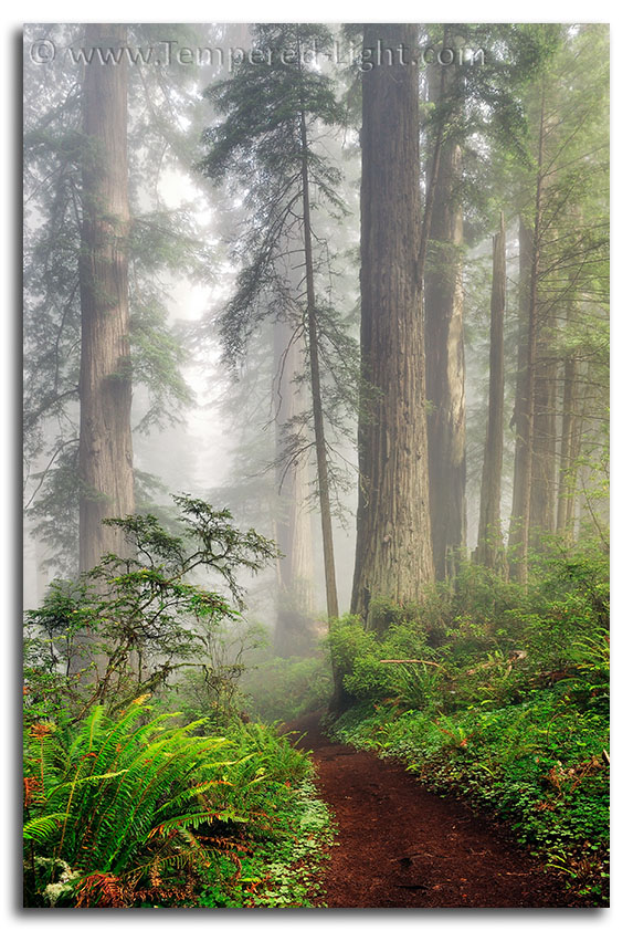 Damnation Creek Trail