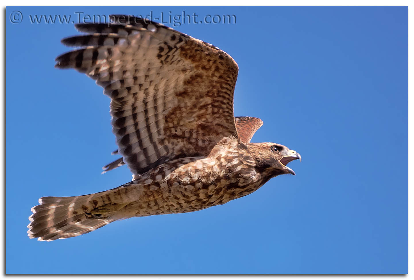 Red-Shouldered Hawk