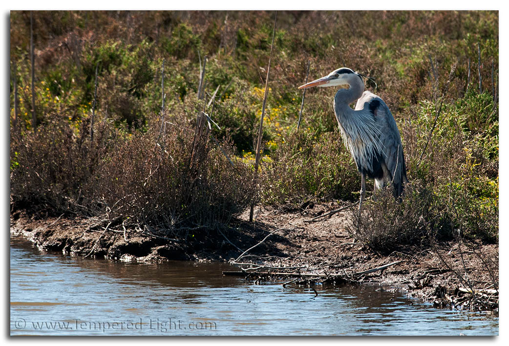 Great Blue Heron