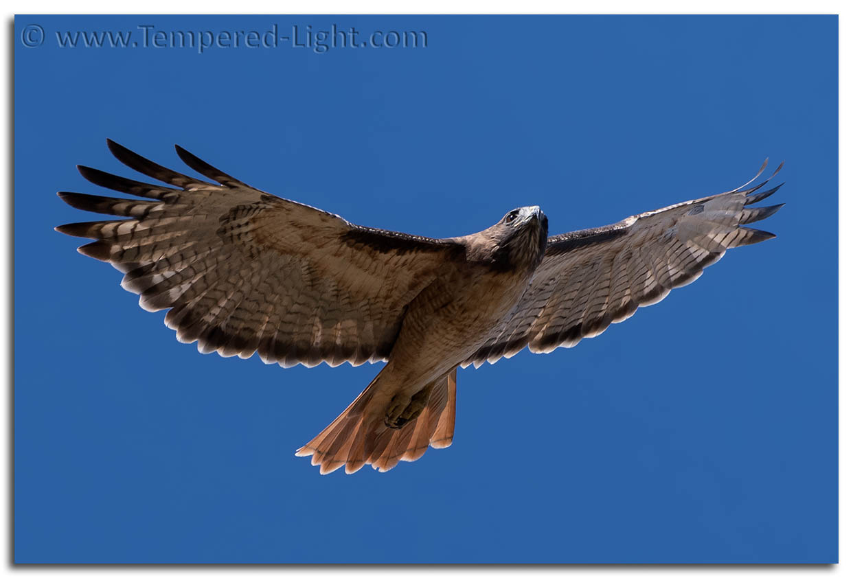 Red-Tailed Hawk