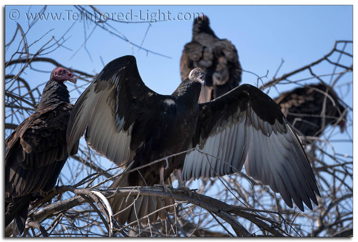 Turkey Vultures