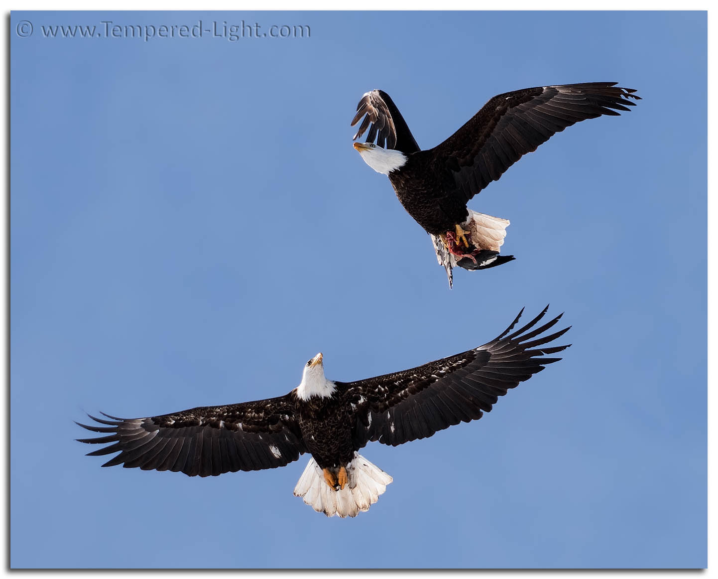 Bald Eagles