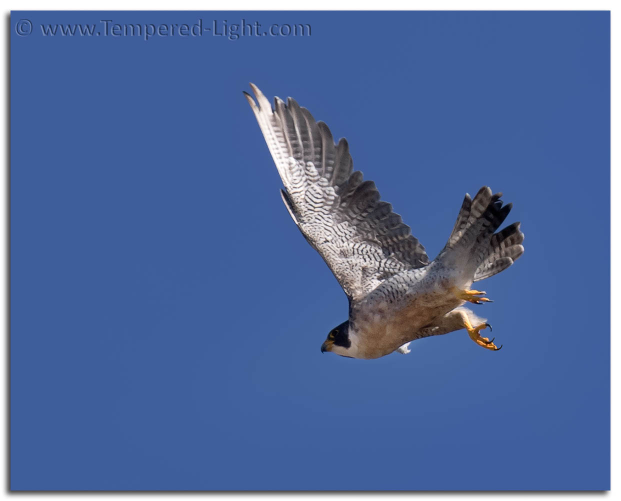 Peregrine Falcon