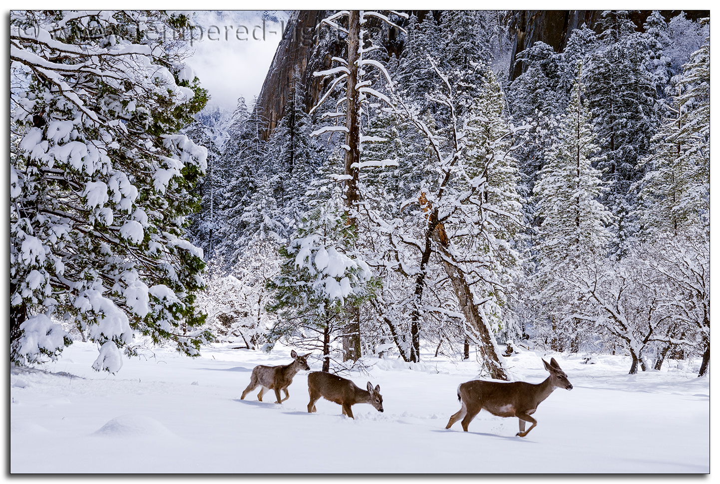 Yosemite Mule Deer