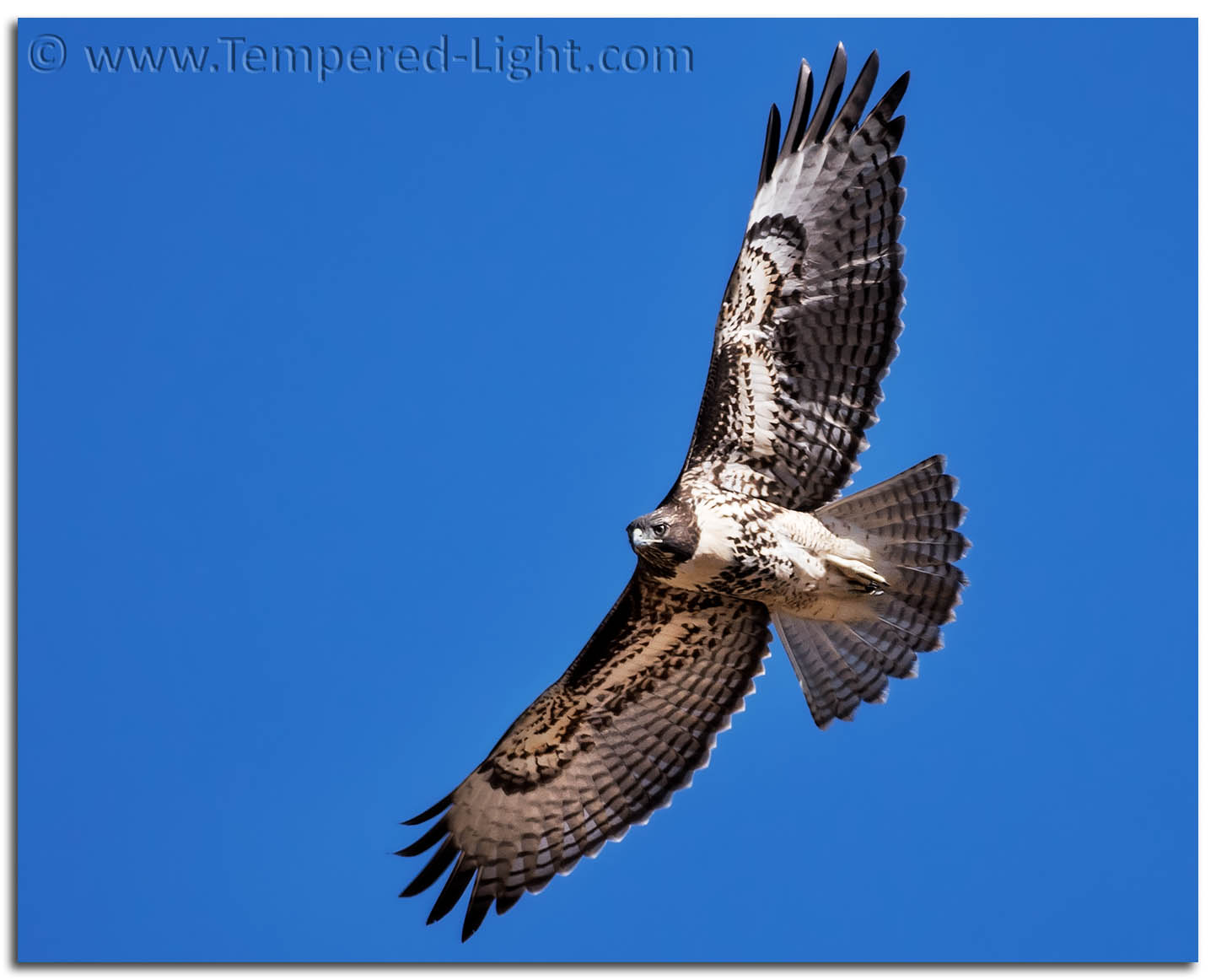 Red-Tailed Hawk (Juvenile)