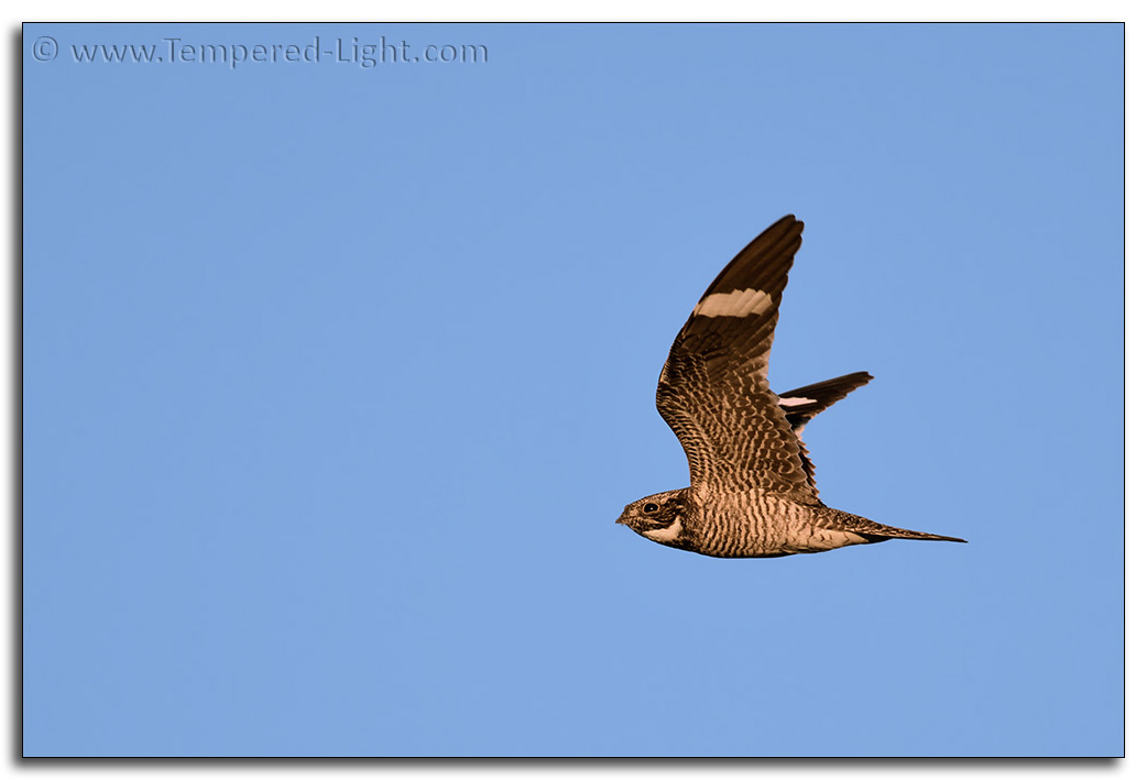 Common Nighthawk