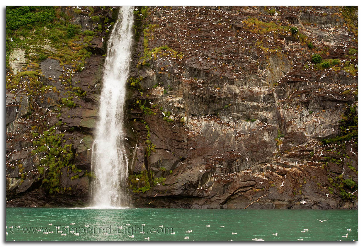 Kittiwake Rookery