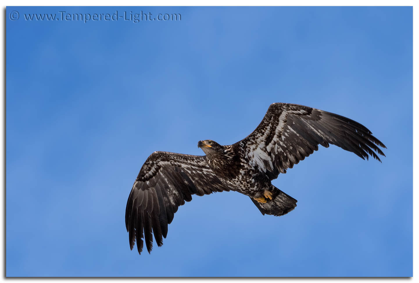 Juvenile Bald Eagle