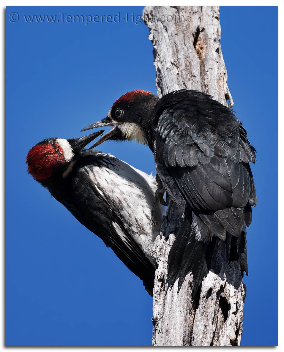 Acorn Woodpeckers