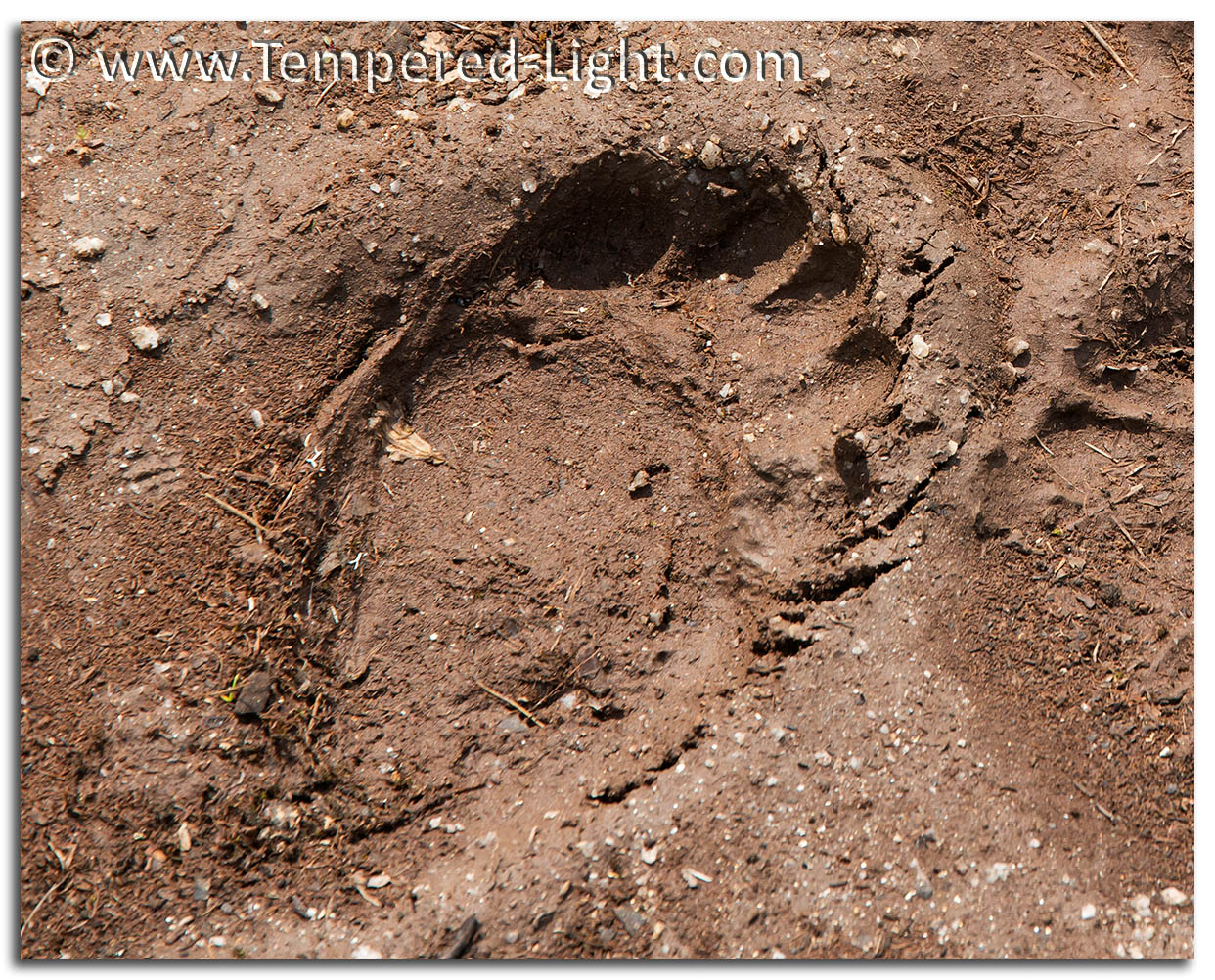 Bear Track