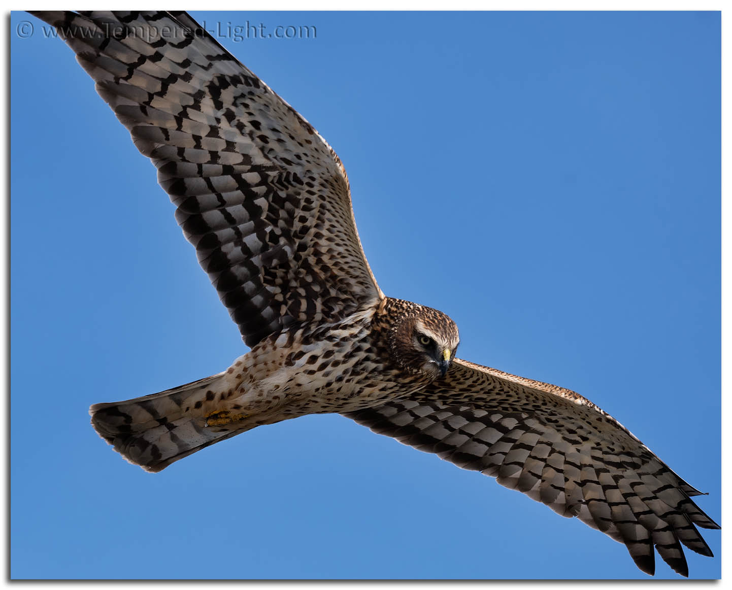 Northern Harrier