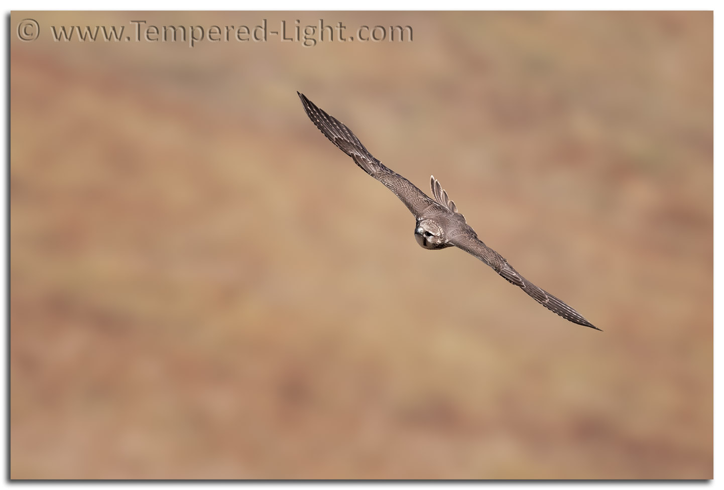 Prairie Falcon