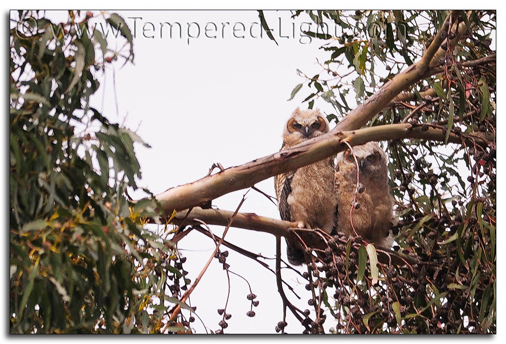 Great Horned Owlets
