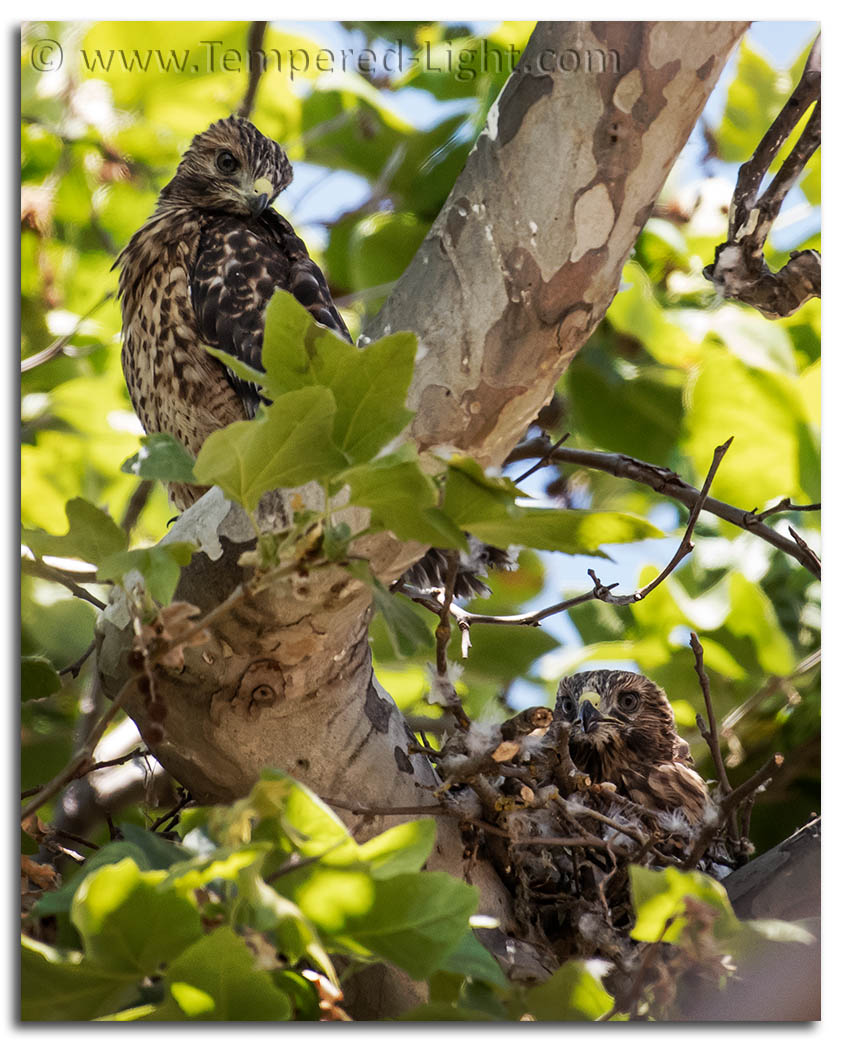 Red-Shouldered Hawk Nest
