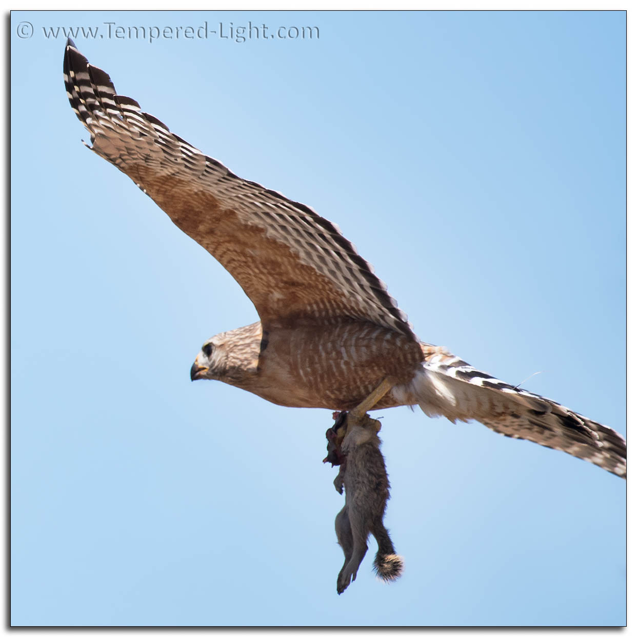 Red-Shouldered Hawk