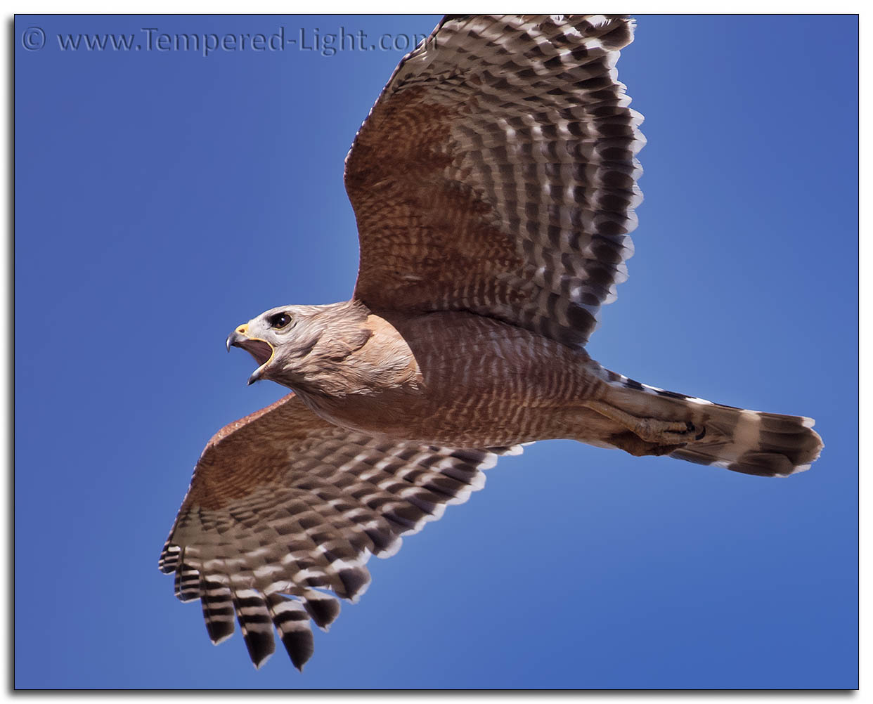 Red-Shouldered Hawk