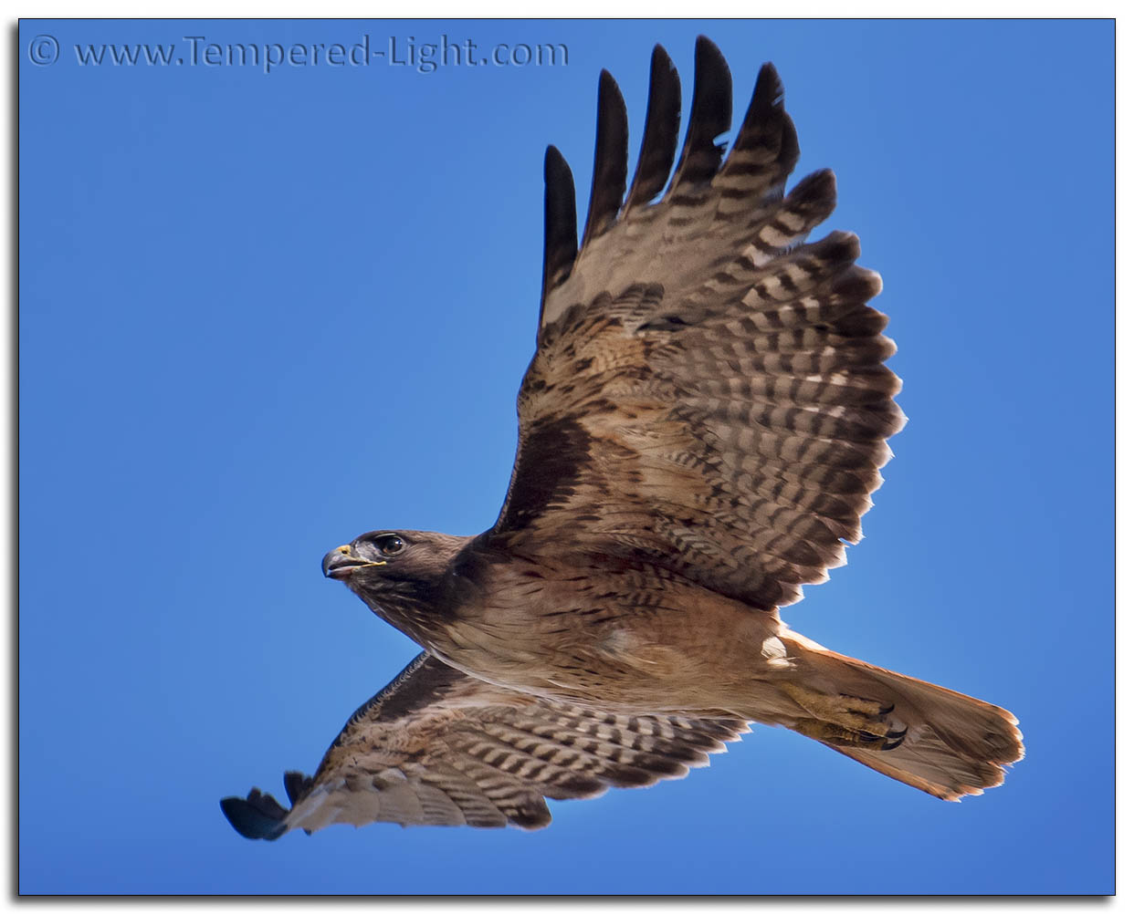 Red-Tailed Hawk