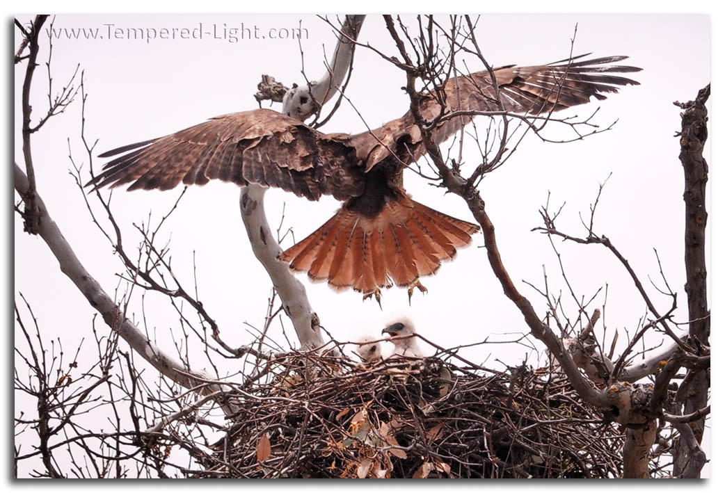 Red-Tailed Hawk Nest