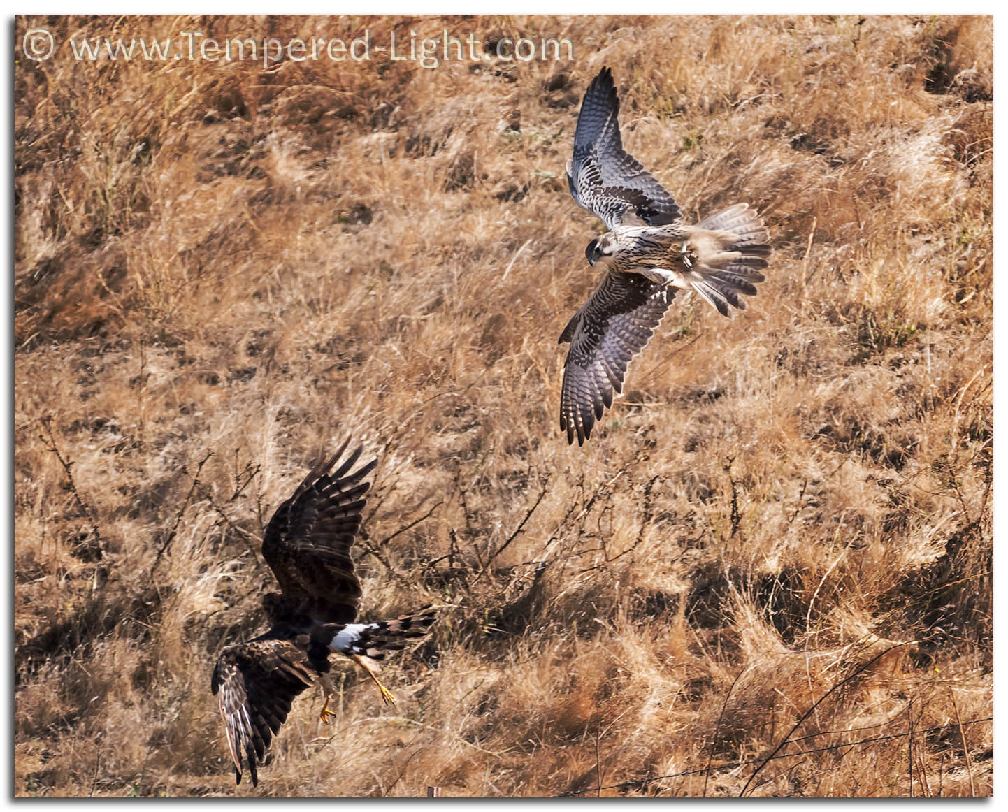 Prairie Falcon chasing a Northern Harrier