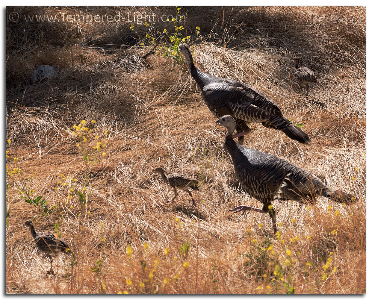 Wild Turkey Family