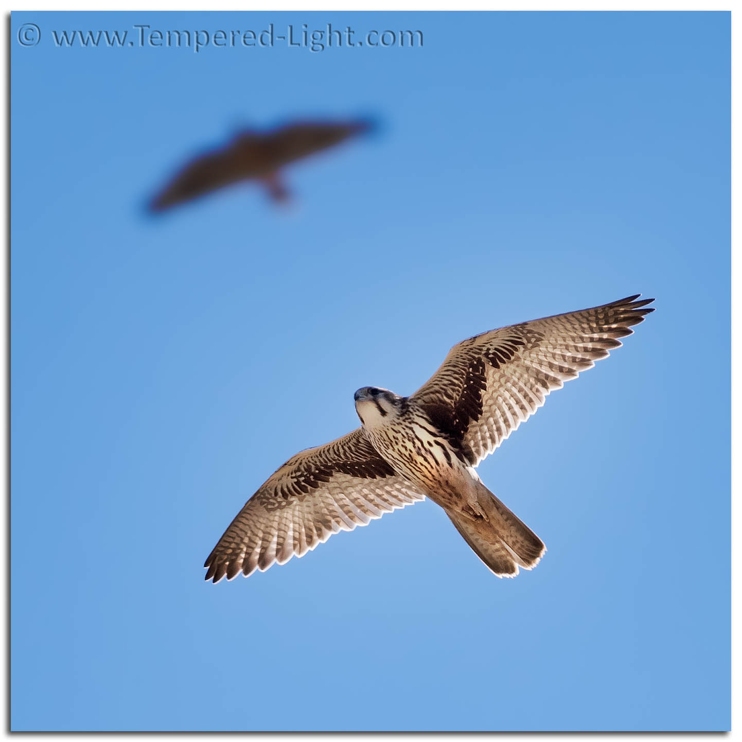 Prairie Falcon being tracked by a Red-Tailed Hawk