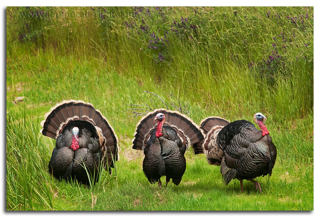 Wild Turkeys