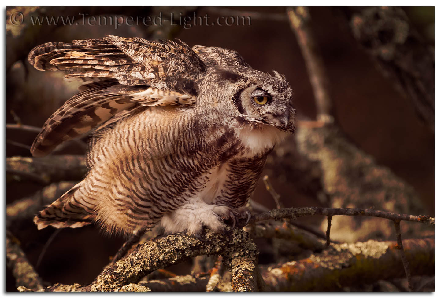 Great Horned Owl