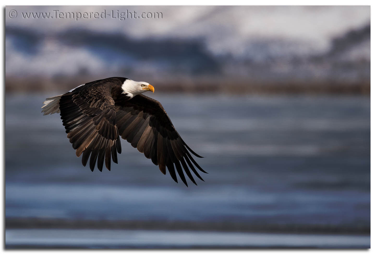 Bald Eagle